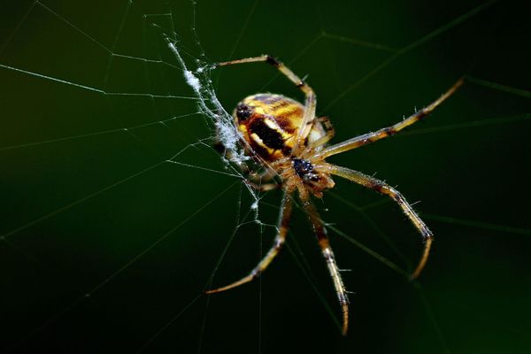 晚上蜘蛛千万别打死 家里出现蜘蛛预示风水?代表着什么?