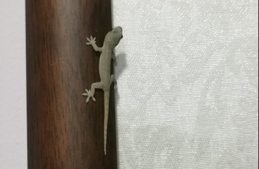 �ڻ������Ե�˵����ô˵ �����ڻ���ʲô˵��(��������ɱ)