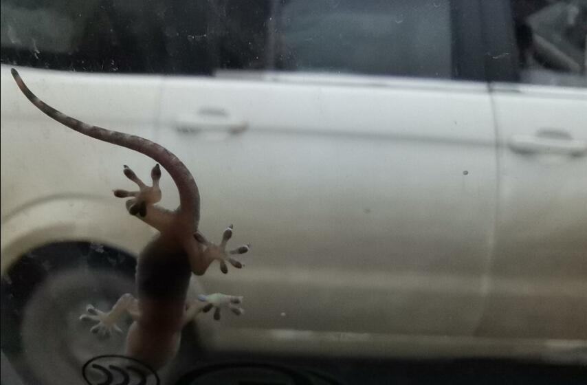 �ڻ������Ե�˵����ô˵ �����ڻ���ʲô˵��(��������ɱ)