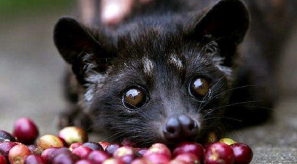 ����èͼƬ����Ǯһֻ ��Σ���֣�����è�Ǽ�����������