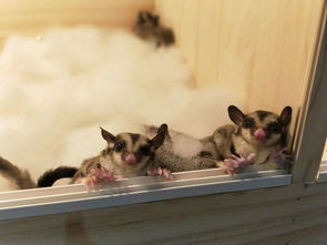 �۴�����ô��ƴ�� �������ࣺ�۴���Ϊʲô��������