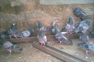 Ϊʲô˵�����ӻ�һ�� Ӱ���ˮ�����������ӶԷ�ˮ����