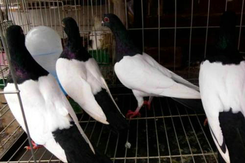 为什么说养鸽子毁一生 影响风水?家里养鸽子对风水好吗