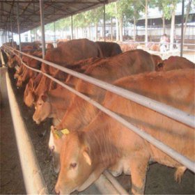 养牛一般一头牛一年赚多少钱 加上补贴有5000元左右