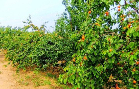 杏林指什么职业 医生:董奉的杏林故事启示和感悟