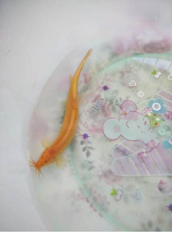 �������ķ�ˮԢ������� ��ˮ����������ˮ����ʲô