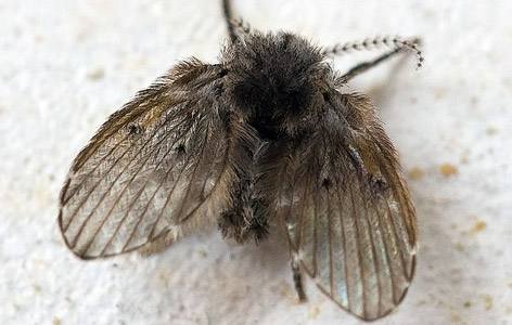 ������Ķ��������˺��� ������Ѫ��Ϊʲô�����������Ϸ�