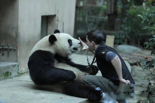 �Ŵ���è����ȵ������� ��ʳ�����������èΪʲô����Ϊʳ����