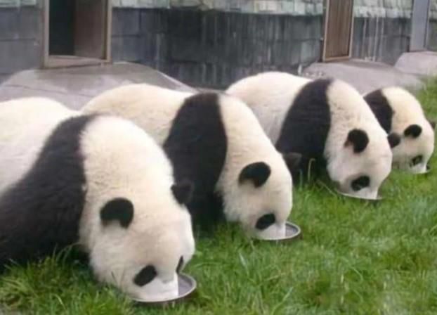 �Ŵ���è����ȵ������� ��ʳ�����������èΪʲô����Ϊʳ����