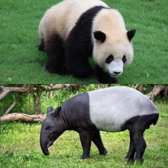 �Ŵ���è����ȵ������� ��ʳ�����������èΪʲô����Ϊʳ����