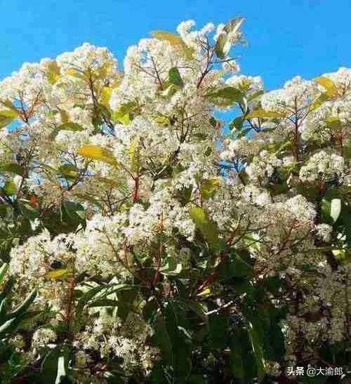 ʯ骻�Ϊʲô��ô�� ��å������ͷ��Ϊʲô��Ҫ��