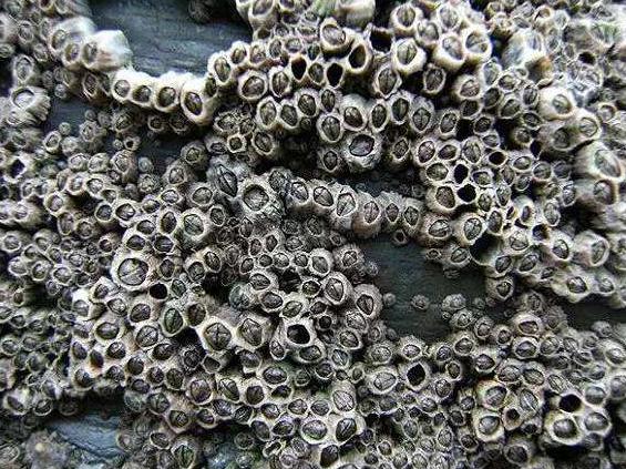 �������ϵ��ٺ�����ô�γɵİ� ���ٺ�������ôŪ��