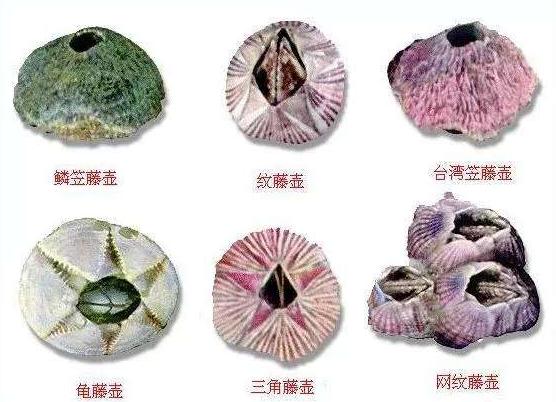 �������ϵ��ٺ�����ô�γɵİ� ���ٺ�������ôŪ��