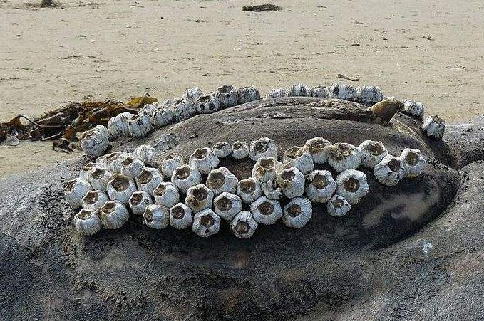 �������ϵ��ٺ�����ô�γɵİ� ���ٺ�������ôŪ��