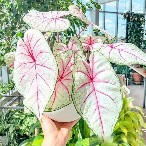 ���˷��������������� �޷�����������ֿ��ֺ�����