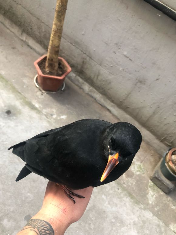 ��ѻ������ʲôԤ�� �����ֻ�����ѻ�Ǽ�������