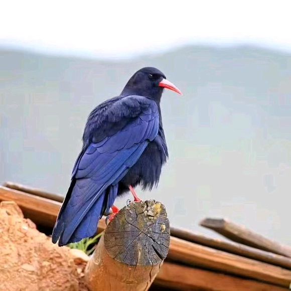 ��ѻ������ʲôԤ�� �����ֻ�����ѻ�Ǽ�������