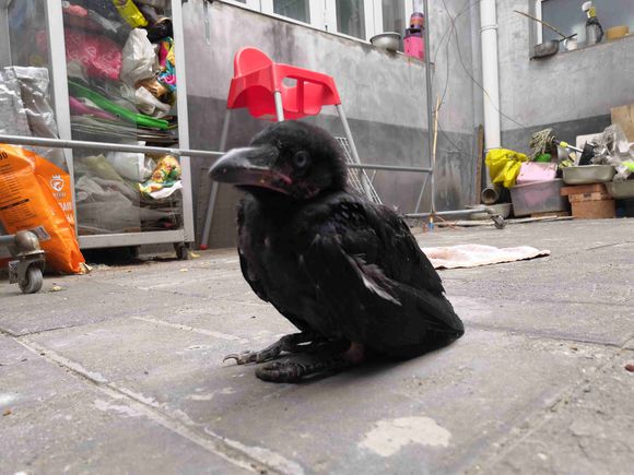 ��ѻ������ʲôԤ�� �����ֻ�����ѻ�Ǽ�������