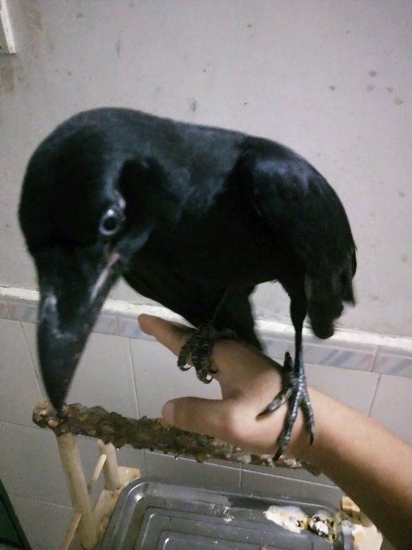 ��ѻ������ʲôԤ�� �����ֻ�����ѻ�Ǽ�������