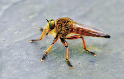 马蝇幼虫进入人体的症状 在中国有吗?马蝇分布在中国哪里