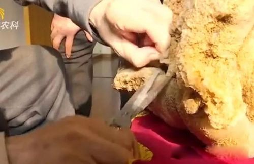 ̫����ʲô����ֵǮ�� ʮ��ϡ�У�̫���Ƕ��ﻹ��ֲ��