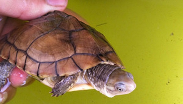 ��ʯ��Ϊʲô�������� ιС��Ϻ����ʯ�ڹ�ò�����