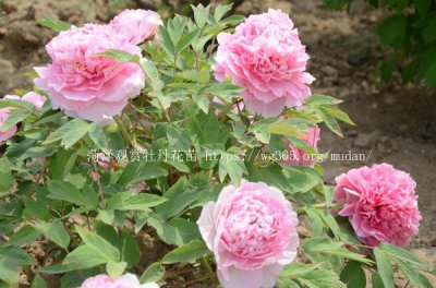 牡丹花什么时候开花 一般在每年4-5月开花