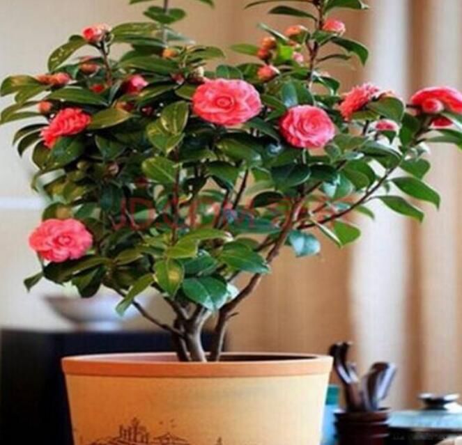 �軨���ʺ����ڼ����� ��ͷ�������軨��������