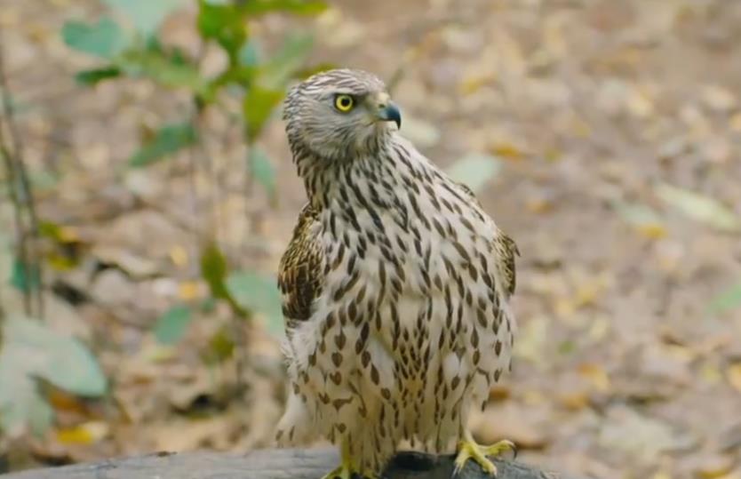 ��ӥ��ʲô��˼������ �ǳ����̣�Ϊʲô��ӥ����ӥ����Ļ�