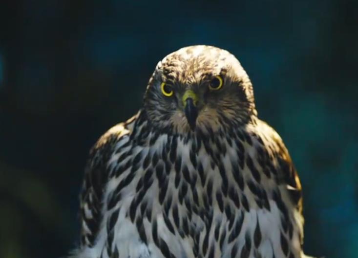 ��ӥ��ʲô��˼������ �ǳ����̣�Ϊʲô��ӥ����ӥ����Ļ�