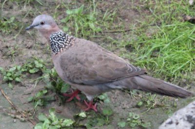 ����Ǽ����������� ���������������ǹ��ұ���������