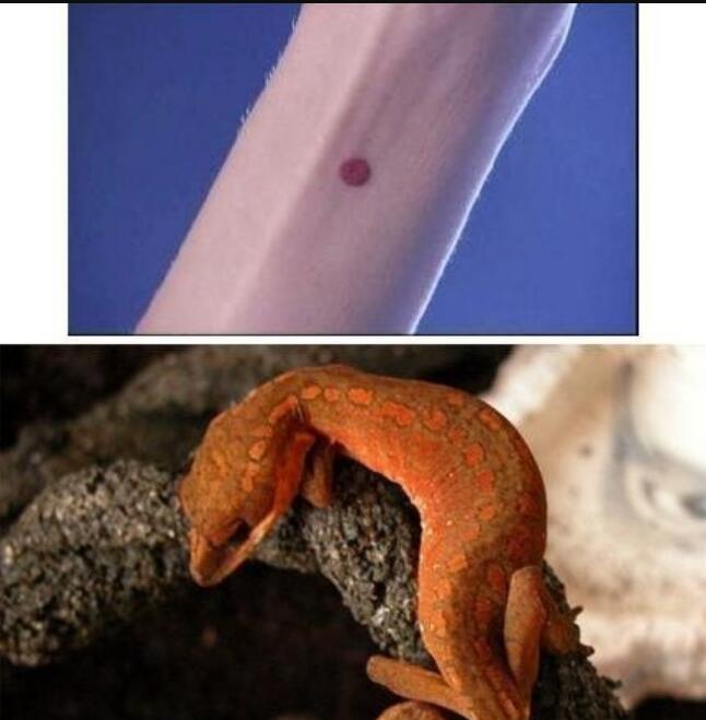 �Ŵ��ع�ɰ��ʲô��˼ Բ������ʧ���ع�ɰ��λ��ͼƬ