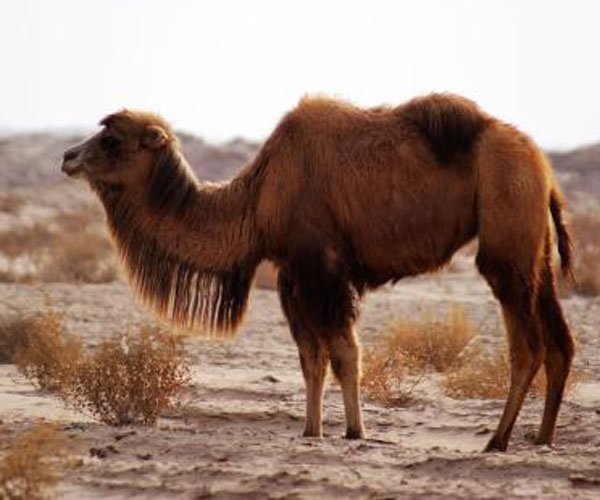 Ϊʲô�����ܳ������� ���������Ĵ̾;��ò����